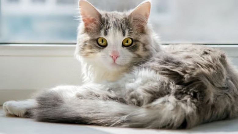 Unlock the Secret to a Cat's Stunning Coat: 4 Tips for a Purrfectly Beautiful Feline Friend!