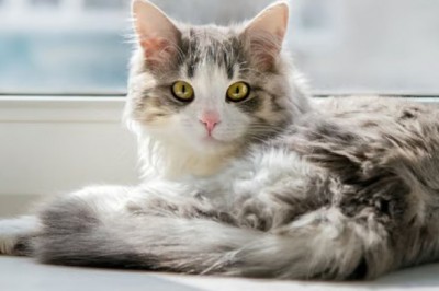 Unlock the Secret to a Cat's Stunning Coat: 4 Tips for a Purrfectly Beautiful Feline Friend!