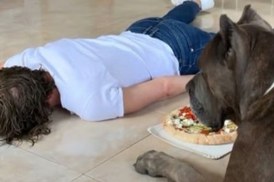 Seth, the Loyal Cane Corso: A Pizza Mishap Reveals the True Depth of Canine Loyalty
