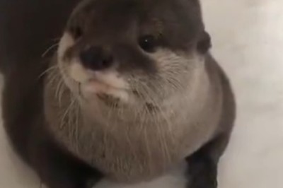 Hilarious Antics of Asian Small-Clawed Otter Will Make Your Day!