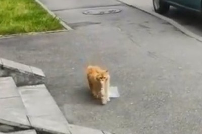 Hilarious Cat Turns Hot Dog Bandit, Dragging a Bag of Deliciousness Down the Street!