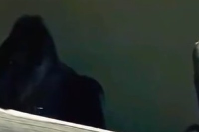 Hilarious Gorilla Close-Up: Prepare for Belly Laughs and Primate Shenanigans!