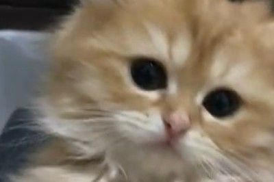 Tiny Cat with Huge Personality Leaves Everyone Spellbound!