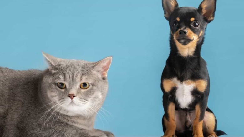 Movember for Pets: Unleashing Awareness on Prostate Health in Dogs and Cats!