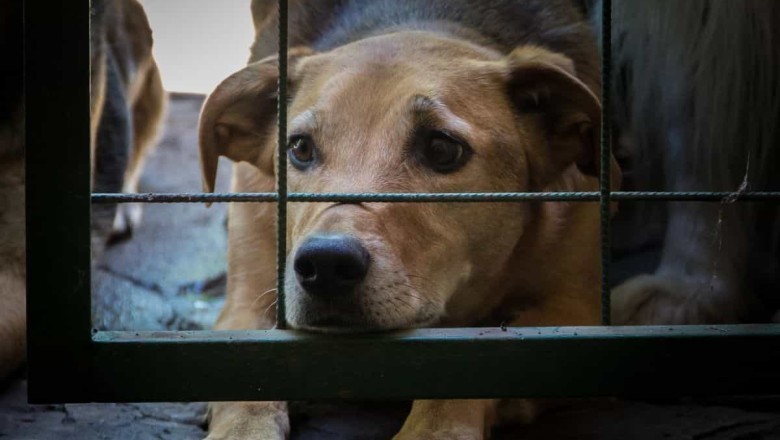 South Korea's Historic Decision: Banning Dog Meat Consumption by 2027!