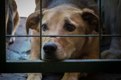 South Korea's Historic Decision: Banning Dog Meat Consumption by 2027!