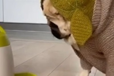 Hilarious Fail Alert: Watch This Adorable Pup Attempt to Master an Electric Mop – Canine Comedy at Its Finest!