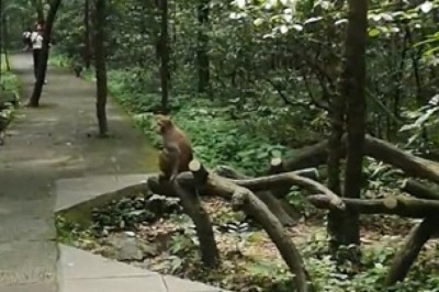 Hilarious Garden Gate Guardian: Monkey Business at Its Finest!