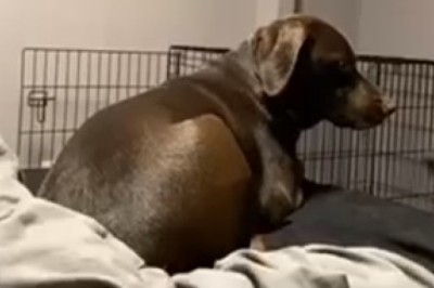 Hilarious Home Run: Dog Accidentally Hits Friend While Playing Indoors!