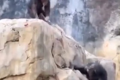 Hilarious Monkey Mischief: Prankster Primate Tries to Rope-In Pal!