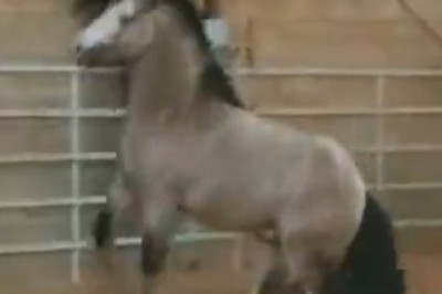 Hysterical Horsey Shenanigans: Watch in Amazement as a Mischievous Horse Covers Everything in Sight with a Cloud of Dust!