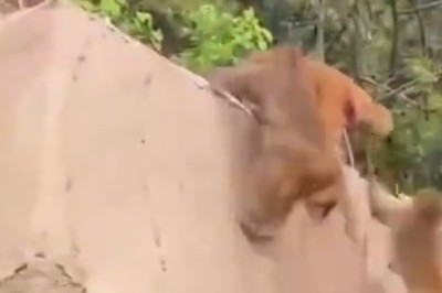 Monkey Madness: Hilarious Showdown as Mischievous Monkeys Bicker over Mountain Dominance!