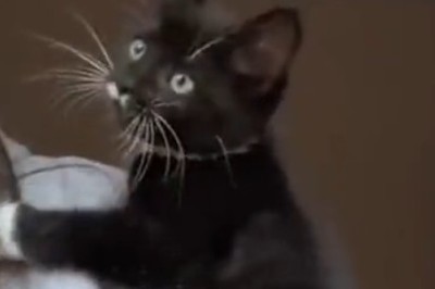 Prepare for Cuteness Overload: This Lovely Cat Will Melt Your Heart with its Adorable Antics!