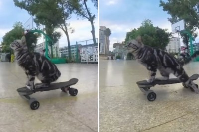 The Viral Sensation: Meet the Skateboarding Cat That's Taking the Internet by Storm!
