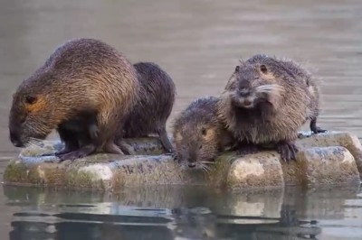 This Hilarious Nutria's Unconventional Seaside Adventure Will Leave You in Stitches!
