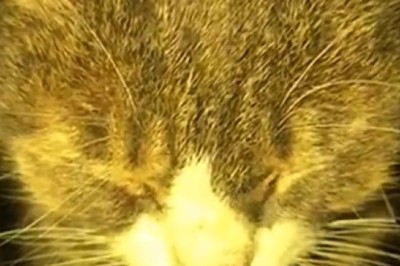 This Hilarious Single Cat Roams the Town in Search of Love! Get Ready for a Purrfectly Amusing Adventure!