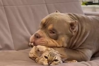 Unlikely BFFs: Hilarious Adventures of a Dog and his Cat Pal!