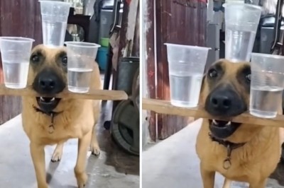 Viral Sensation: Watch This Talented Dog Juggle Three Water Cups with Astonishing Precision!