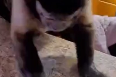Watch This Hilarious Monkey Turn into a Master Chef! Kitchen Cleaning Like You've Never Seen Before!
