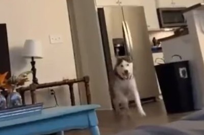 Hilarious Homebody Dog Discovers His True Calling as the Ultimate Stay-at-Home Pup!