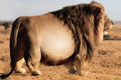 Jaw-Dropping Discovery: Lion's Belly Holds Surprising Secret!