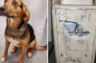 Man Busted with $1 Million of Cocaine Hidden in Pet Dog's Crate at Airport
