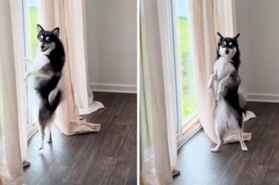 Pint-sized Pooch Goes Viral with Insane Caribbean Dance Moves!