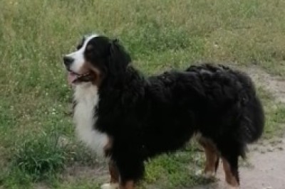 This Countryside-Lovin' Dog Proves That Ruffin' It is Just Paw-some!