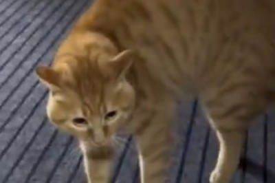 Unleash Your Laughter with the World's Angriest Cat - Prepare for Adorable Fury!