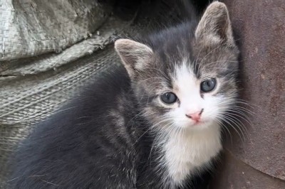 Adorably Insane: Hilarious Kitten's Playtime Takes a Crazy Turn!