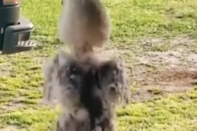 Feathers in Motion: Parrot's Hilarious Dance Moves Will Leave You in Stitches!