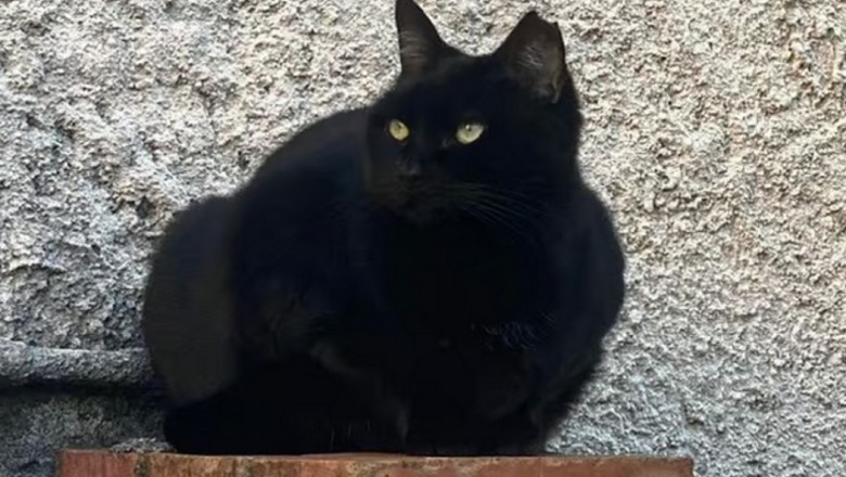 Heartbreaking Tale of Abandoned Cat Will Melt Your Heart: Help Momo Find a Loving Home!