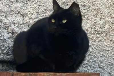 Heartbreaking Tale of Abandoned Cat Will Melt Your Heart: Help Momo Find a Loving Home!