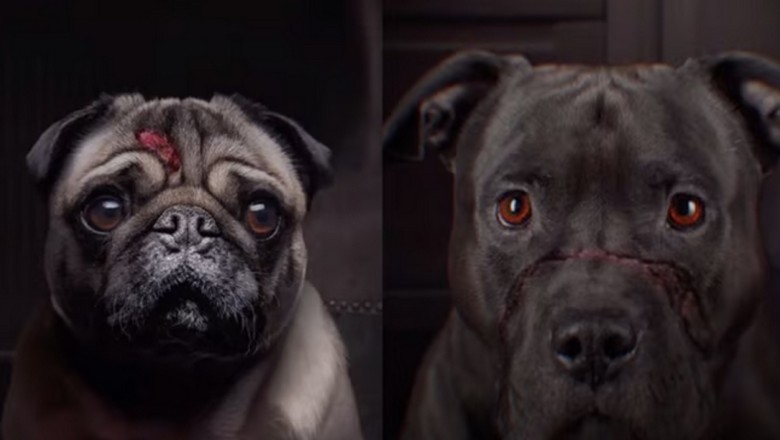 Heartbreaking Testimonies Revive Deceased Dogs, Exposing Horrific Animal Cruelty