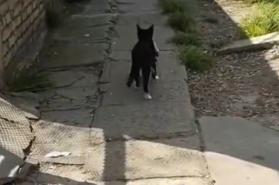 Hilarious Cat Caught Red-Handed with Underwear in Its Mouth!