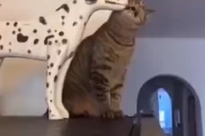 Hilarious Cat Masters the Art of Statue Impersonation!
