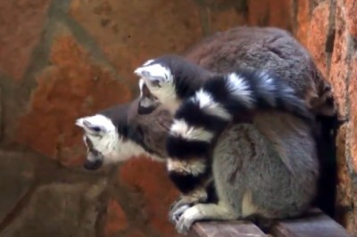 Hilarious Lemurs' Epic Dance Party - You Won't Believe Your Eyes!