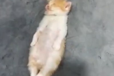 Hilarious Video: Sleeping Kitten Takes Napping to a Whole New Level