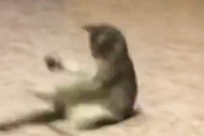 Hip-Hop Hilarity Unleashed: Watch This Hilarious Cat Set the Dance Floor on Fire with its Rap Dance Moves!