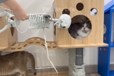 ROFL Pets: Prepare to Laugh Your Tail Off!