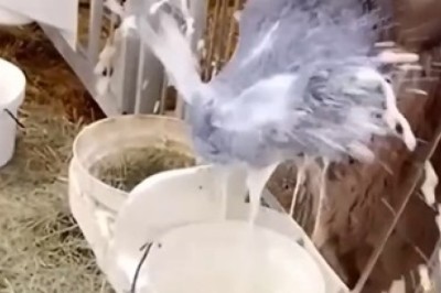 Side-Splitting Showdown: Adorable Animals Battle It Out in the Ultimate Comedy Show!