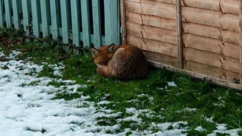 The Heartwarming Tale of a Stray Fox Who Found Comfort on a Couch - A Friendship You Won't Believe!