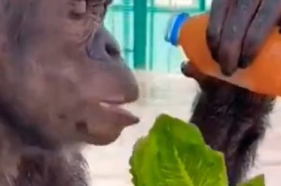 Adorable Gorilla's Hilarious Food Adventures: Juice and Lettuce Extravaganza!