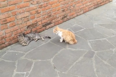 Cat Clash: Feisty Feline vs. Zen Kitty - Whose Paws Will Prevail?