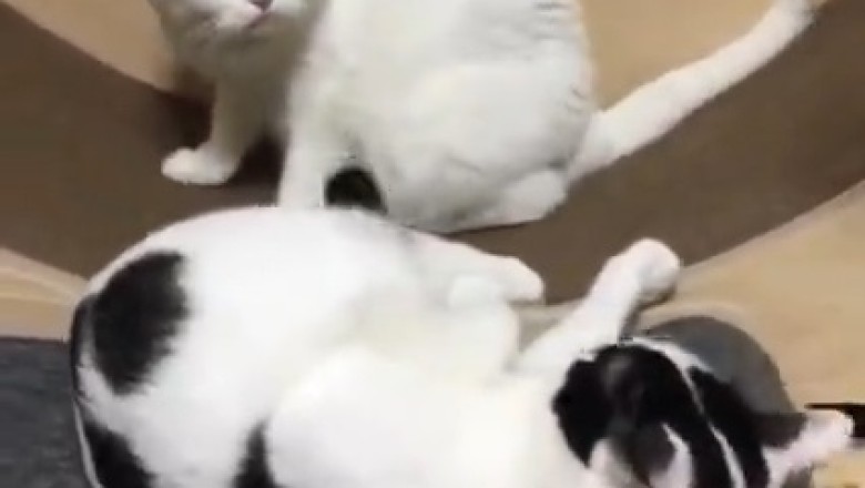 Claws Out! Hilarious Showdown Between Two Angry Cats!