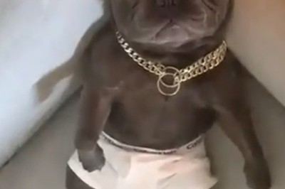 Epic Food Coma Alert: Hilarious Dog Takes the Ultimate Nap After a Feast!