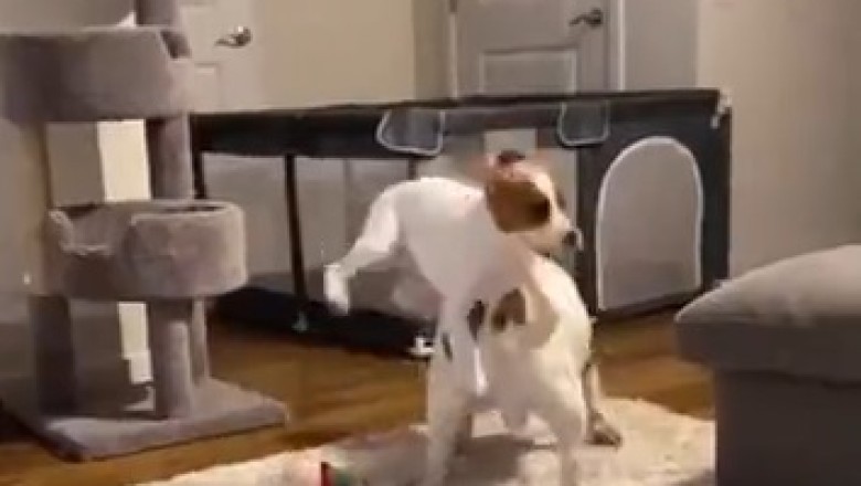 Puppy Love Gone Wild: Hilarious Dog Jumps on the Dog He Raised!