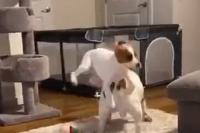 Puppy Love Gone Wild: Hilarious Dog Jumps on the Dog He Raised!