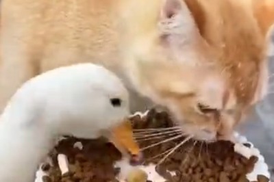 Quack Attack: Hilarious Showdown as a Duck Claims Victory Over a Cat's Plate!