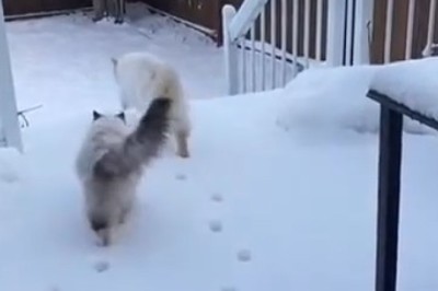 Snow Cats Go Wild! Hilarious antics of fluffy felines in a winter wonderland!